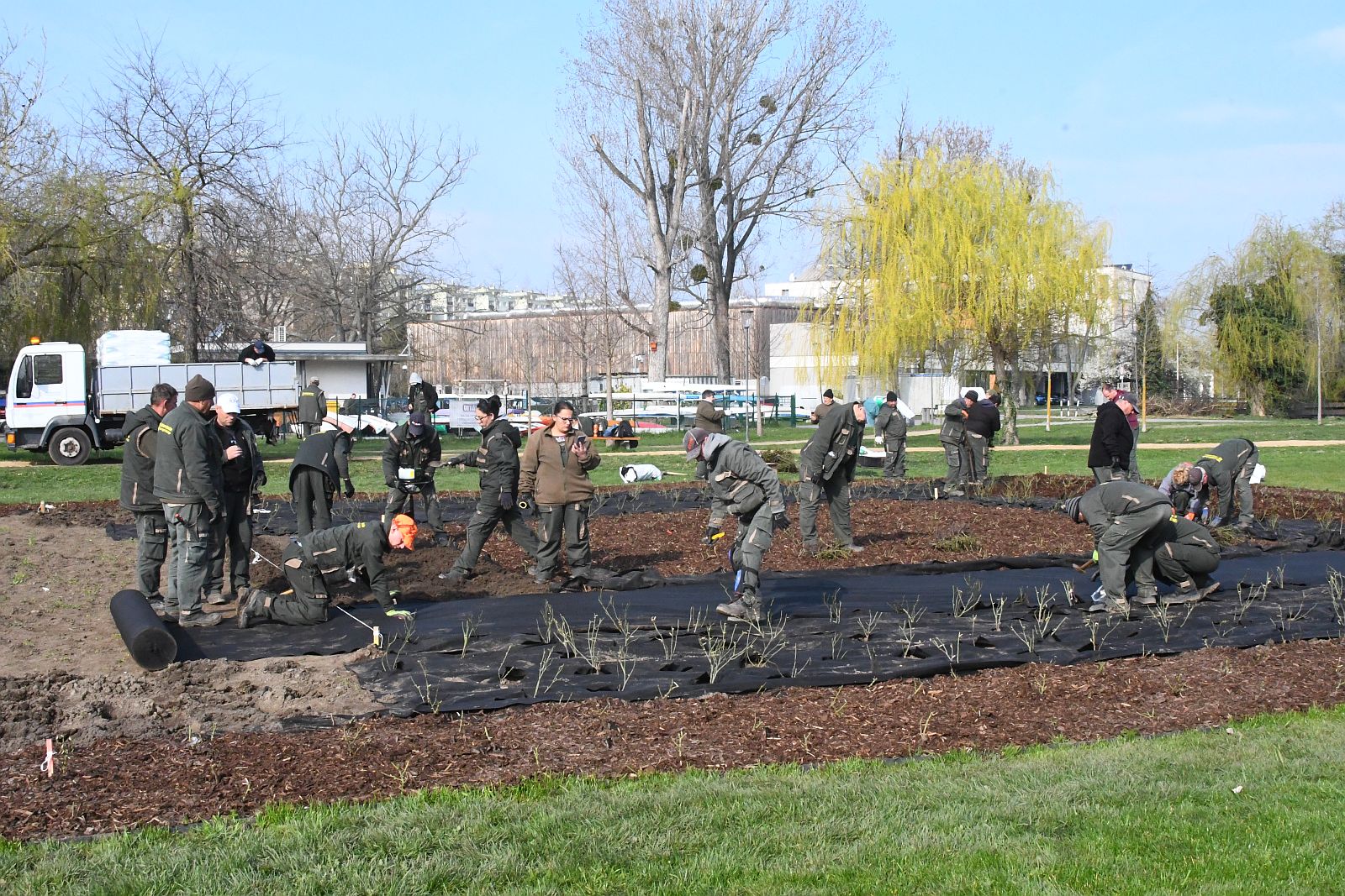 Elültették az új rózsatöveket a kertészek a Rózsa ligetben